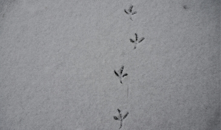 Tracce di uccelli nella neve su una superficie piana.