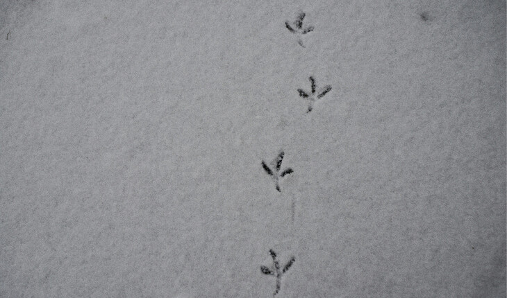 Vogelspuren im Schnee auf einer ebenen Fläche.